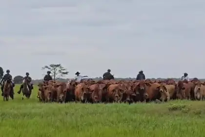Ejército Nacional recupera 530 cabezas de ganado que serían comercializadas ilegalmente en Venezuela