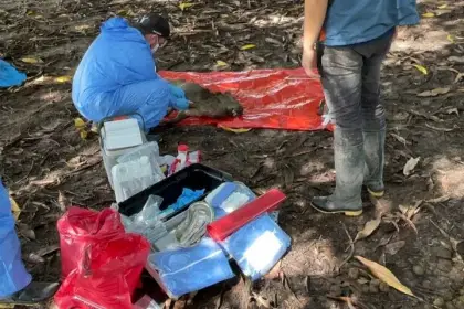 Autoridades investigan posible enfermedad transmitida por garrapatas