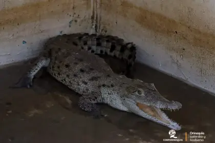 Los animales liberados habían sido rescatados del tráfico ilegal o entregados voluntariamente.
