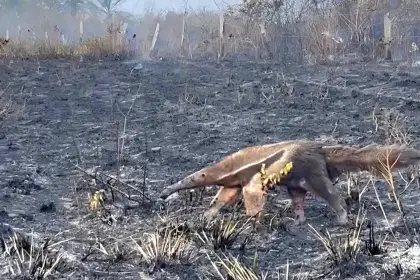 Incendios arrasan más de 13 mil hectáreas y afectan gravemente a la fauna en Casanare