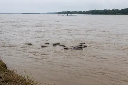 Esta manada de animales se los llevó el río en la Orinoquia.