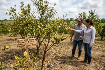 Denuncian posible erradicación de cultivos de naranja financiados con recursos PDET.