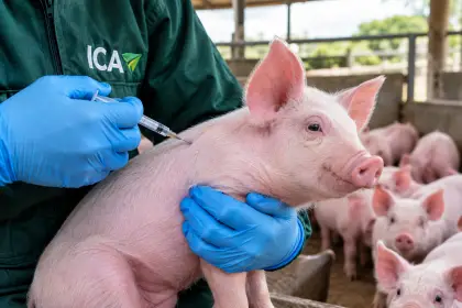 ICA refuerza vigilancia para prevenir la Peste Porcina Clásica en Arauca