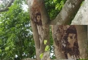 <p>Imagen en el &aacute;rbol de mam&oacute;n. Foto: Mar&iacute;a Tovar.</p>