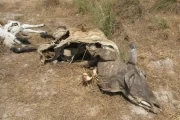 <p>En la&nbsp;vereda Matal de Floramarillo, el ganado&nbsp; ha muerto por falta de agua. Foto: Pedro Vega.</p>