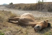 <p>No solo el ganado vacuno est&aacute; afectado por la sequia, el equino tambi&eacute;n sufre por el fen&oacute;meno del ni&ntilde;o presente en la llanura. Foto: Pedro Vega.</p>
