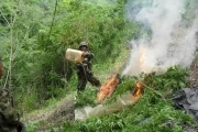 Seis hectáreas de coca fueron herradicadas por el Ejército Nacional de Colombia en zona rural de Cumaribo, Vichada.