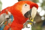 Actividades para el cuidado medio ambiente realiza la Universidad Nacional en Arauca. Guacamaya en el lugar de paso de la Brigada 18.