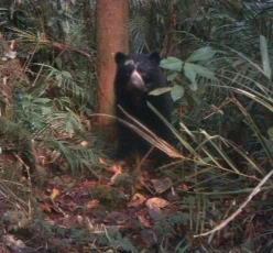 En la vereda Venecia a 2300 msnm, municipio de Acacías, departamento del Meta, fue encontrado un oso de anteojos (Tremarctos ornatus), especie protegida en Colombia.