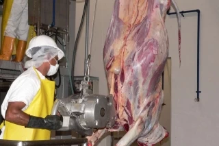 Buscan aprobación de Invima para convenio que se busca retomar entre Acacías y Guamal el sacrificio y faenado de ganado bovino y porcino.