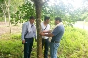 Visita a los cultivos de caucho en Monterrey Casanare, para conocer la experiencia y ver la viabilidad de implementarlo en el municipio de Aguazul, Casanare.