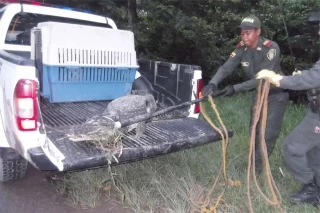 Una babilla de dos metros fue sacada por la Policía Nacional de un vivienda del barrio Villa San Juan de Arauca.