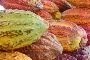 Tres muestras de cacao del departamento de Arauca participarán en el en el salón de Chocolate en Paris este 25 de octubre.