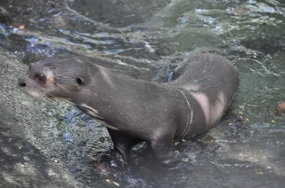 Este viernes en Arauca realizan el primer festival de la nutria gigante.