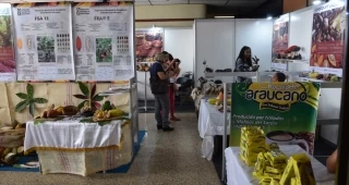 El II Foro Cacaotero de la Orinoquia Colombiana, denominado “Hacia una Cacaocultura competitiva y sustentable para consolidar la Paz”, se realiza en Arauca.
