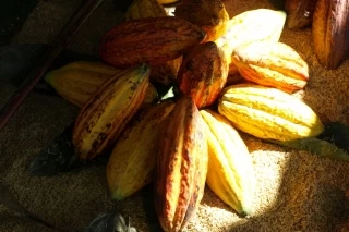 Buscan generar condiciones para el desarrollo de economías rurales lícitas sostenibles, como el café, el cacao, el caucho, el plátano entre otros en el departamento de Arauca.