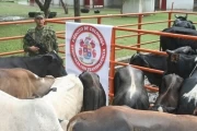 <p>Ganado inmovilizado por el Ej&eacute;rcito.</p>