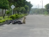 Un perro antiexplosivo confirmó que la motocicleta estaba acondicionada con pentonita.