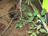 En la espesura de la selva fue encontrado los elementos para armar una bomba artesanal con la cual presuntamente cometerían atetando en la capital del departamento de Arauca.