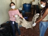 519 kilos de carne fueron decomisados por las autoridades de salud en distintos lugares de la ciudad de Arauca.