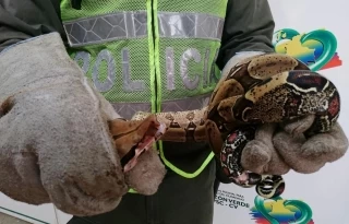 Dentro de una vivienda policía encuentra boa constrictora, de alrededor de 1.50 metros de largo, fue devuelta a su hábitat natural.