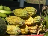 La calidad del cacao que produce el departamento de Arauca tiene reconocimiento internacional.