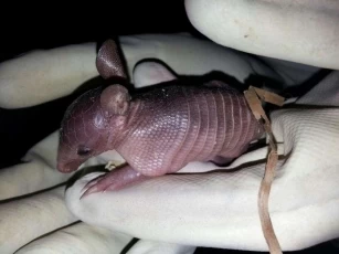 Cormacarena anunció el nacimiento de cuatro armadillos llaneros en el núcleo de zoo cría no comercial “El Turpial” en Villavicencio, Meta. Ya son 16 los que han nacido en el año 2014.