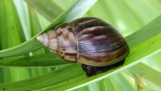 Cormacarena anuncio que en abril y mayor realizarán recolección de caracol gigante africano en el Meta