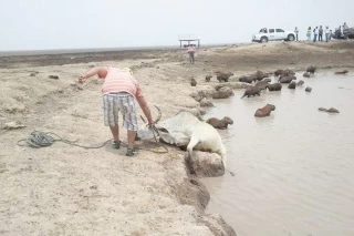 Por la temporada de sequía que afecta el llano la gobernación de Casanare implementa un plan de choque, para mitigar de alguna manera el impacto ambiental y evitar un desastre de mayor magnitud.