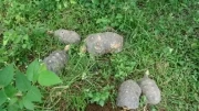 Liberado por Corporinoquia en San Luis de Palenque, Casanare