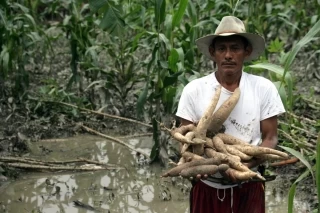 La declaratoria de calamidad pública en Casanare, tiene como uno de sus pilares, la afectación que ha sufrido el sector productivo del departamento por la ola invernal.