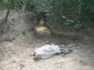 Con la declaratoria de emergencia ambiental se espera hacer frente a los efectos devastadores en la fauna silvestre ocasionados por la fuerte sequía que azota al departamento de Casanare.