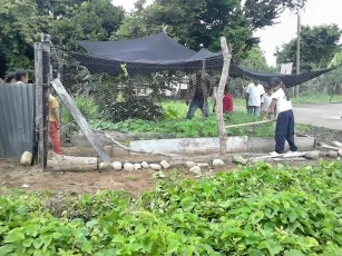 En Casanare las huertas escolares siguen generando entornos saludables y producciones orgánicas limpias, excluyentes de abonos químicos industriales y plaguicidas.