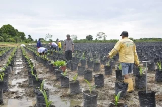 Los beneficiarios recibirán material vegetal para abonar 10 hectáreas.