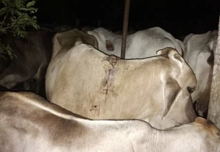 Con la captura de 792 murciélagos hematófagos, buscar evitar que se propaguen enfermedades zoonóticas como la rabia en Casanare.