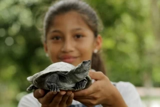 La liberación de las más de dos mil tortugas Charapas realizadas el fin de semana sobre la vertiente del río Meta hacen  parte del proceso de protección ambiental de la Orinoquia.