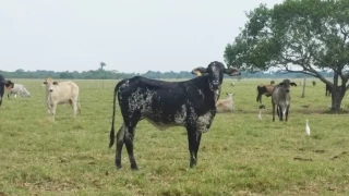 En Casanare buscan mejorar la raza bovina, aumentando la producción cárnica y láctea.