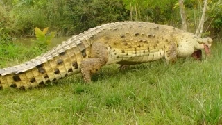 El repoblamiento de una de las especies emblemáticas de la fauna Orinocense se inicia en los departamentos de Casanare y Vichada