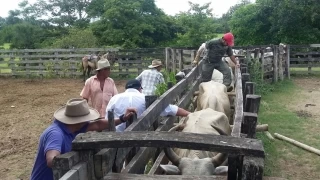Con capacitación y asistencia técnica a campesinos y finqueros, Alcaldía de Yopal fortalece sector pecuario y ganadero.