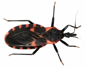 La enfermedad del Chagas, producida por el insecto denominado como Pito.