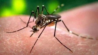 Promover esfuerzos para fortalecer la vigilancia de síntomas del Chikungunya, pide la UAESA a autoridades venezolanas