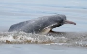 <p>Los delfines del r&iacute;o Meta han sido estudiados por cient&iacute;ficos.</p>