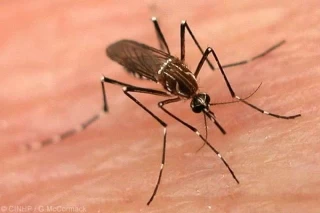 Contra los virus de Dengue y del Chikungunya en Villavicencio, Meta.