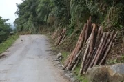 Fiscalía pide cancelar licencia ambiental a empresa que provee de madera al Oleoducto Bicentenario, por usar recursos maderables del parque nacional natural del Cocuy.
