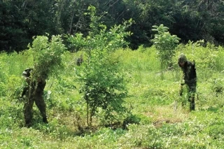 Más de 27 mil matas de coca fueron erradicadas en Uribe, Meta.