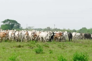 El ICA informó que con la exportación de 2.000 cabezas de bovinos para levante y ceba con destino a la República Bolivariana de Venezuela, se reanudó, luego de siete años esta actividad comercial por el paso fronterizo de Arauca