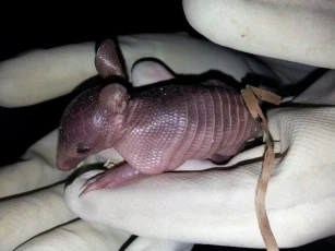 Los doce Armadillos Sabaneros (Dasypus sabanicola), nacieron en un zoocriadero ubicado en Villavicencio, Meta.