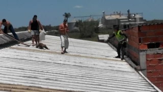 El oso fue entregado a Cormacarena, quien lo traslado al Bioparque para su respectiva valoración medico veterinaria.