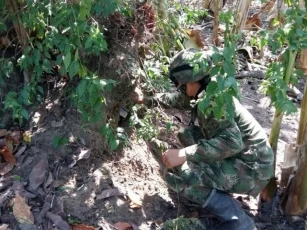 Más de cien kilos de explosivos encontró el Ejército Nacional, en cultivos de plátanos de campesinos del caserío de El Botalón en el área rural del municipio de Tame.