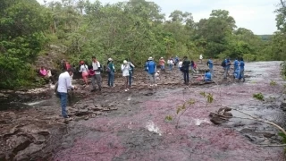 257 personas de escasos recursos del municipio de la Macarena, Meta, cumplieron su sueño de conocer caño cristales.